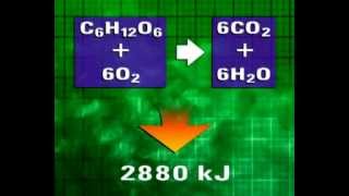 GCSE Science Revision  Aerobic Respiration [upl. by Thorner277]