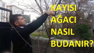 Kayısı ağacı nasıl budanır [upl. by Nurav]