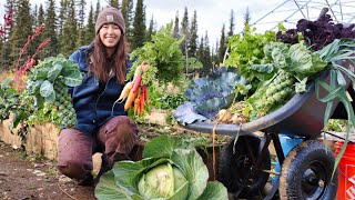 Autumn Days in Alaska  Harvesting Vegetables for Winter Storage [upl. by Blanca]