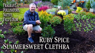 All About Ruby Spice Clethra  Awesome Four Season Plant  Summersweet [upl. by Ahsrav]