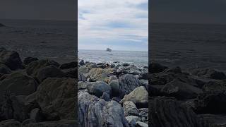 Goose bay Seals on a rocky beach New Zealand [upl. by Renat]