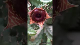 Huernia zebrinalifesaver succulent care [upl. by Letitia538]