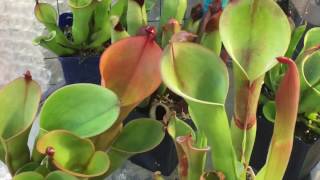 HELIAMPHORA TOUR MY HELIAMPHORA CARE AND CULTURE TIPS [upl. by Estus841]