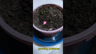 How to grow potatoes in a small container garden [upl. by Nodab]