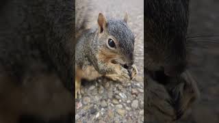 Squirrel Eating ASMR cute [upl. by Aihsa375]