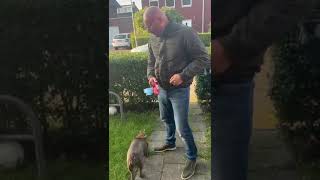 NIEUWE HOND  VLOG SHORT [upl. by Denys133]