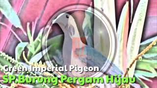 Suara Pikat Burung Pergam Hijau Mp3 [upl. by Nottnerb]