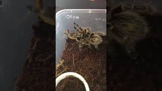 Cute Mo Chaco Gilden Knee shortvideo shortsvideo short tarantula [upl. by Airamak]