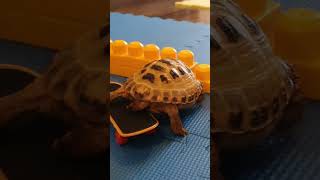 Trunky the Horsefield Tortoise on scate shorts short sports pets cute [upl. by Ruder631]