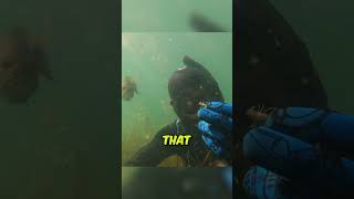 Unlikely Underwater Friendship 🐠🤿 elvisthesmallmouth on TikTok shorts [upl. by Beard]