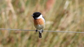 Goldcliff Birding 199 4K [upl. by Rettig75]