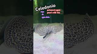 Celedonio raya potamotrygon pearl milk tea music love pecestropicales trending fish memes [upl. by Airod]