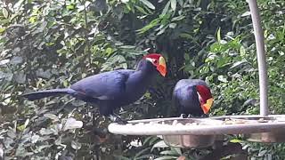 Violet Turaco  Bird Paradise Singapore [upl. by Pomeroy]