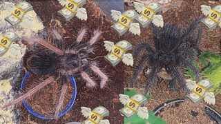 Feeding my friends MOST EXPENSIVE TARANTULAS [upl. by Nhguaved]