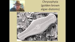 Lecture 28 Fossil Algae [upl. by Aicilak]