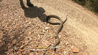 quotSnake Dodging on Motorcycle Adventuresquot I rode over a big carpet python [upl. by Elkin]