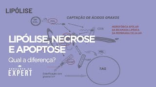 Qual a diferença entre Lipólise Necrose e Apoptose  Pergunte 39 [upl. by Saval]