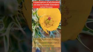 Argemone mexicana biologywalesir argemone papaveraceae poision dropsy swelling medicinal [upl. by Dunlavy120]