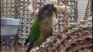 7 hours of conure parakeet singing and calling sounds [upl. by Artima]