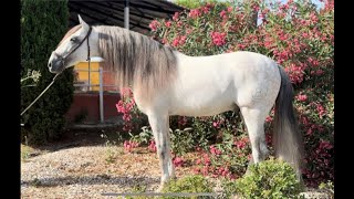 COBRO 2017  PREAndalusian stallion Passage flying change Spanish walk July 2024 video [upl. by Layor]