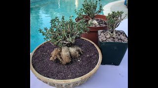 Beautiful Caudiciform Succulent Trichodiadema bulbosum  Episode 96 [upl. by Ellehcyt]