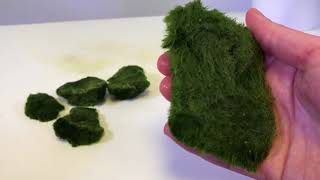 How To Use Cladophora Marimo Moss Balls in an Iwagumi Aquascape [upl. by Undry456]