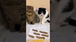 Funny Cat Mind Voice cat funny comedy shorts shortsfeed animals funnycat funnyanimal [upl. by Paulson]