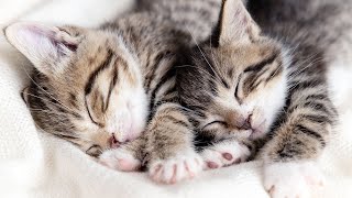 528 Hz Soothing Music for Cats to Relieve Stress and Anxiety with cat purring sounds [upl. by Kordula]