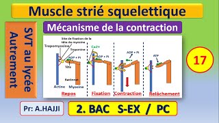 Muscle strié squelettique Mécanisme de la contraction du sarcomère SVT Bac [upl. by Acessej]