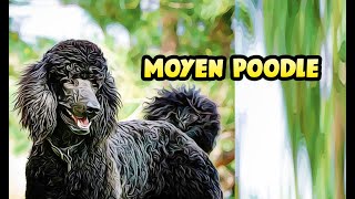 Moyen Poodle [upl. by Sharp]