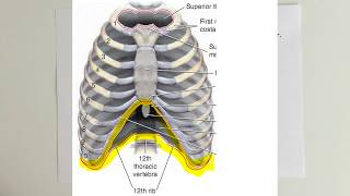 ANATOMİ16KONUToraks Eklemleri [upl. by Scopp739]