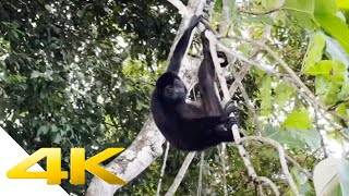 Monkey Island Panama Nature Walk in Soberania National Park with Howler and Capuchin Monkeys 4K HDR [upl. by Sitnik]