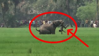 Wild elephant attack Elephanthuman conflict [upl. by Grondin]