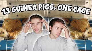 Rescuing 13 Guinea Pigs Living in ONE Cage 😨😱 [upl. by Tdnerb]