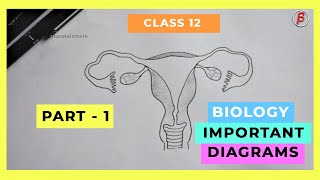 HOW TO DRAW  Biology Important Diagrams Class  12 PART01 [upl. by Heddy]