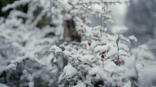 Kirkland Snow  Nikon Z6 4k Cinematic [upl. by My676]