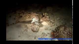 Cuttlefish Versus The Wobbegong Shark [upl. by Ahsaele]