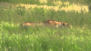 Lioness Stalking Warthog [upl. by Gnort801]