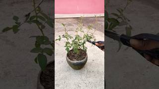 Rose plant pruningRose plant growing tips roseplantcare pruning garden plants shorts [upl. by Jonny]