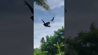 HUGE Spider eats BIRD in Bali Bird caught in Spider Web [upl. by Eladroc]