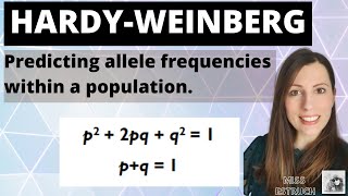 Hardy Weinberg equation Alevel Biology inheritance mathematical model to work out allele frequency [upl. by Annelg]