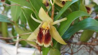 セロジネ・ユニフローラ（Coelogyne uniflora）セロジネ・ フィンブリアータ（Coelogyne fimbriata） [upl. by Llerrit]