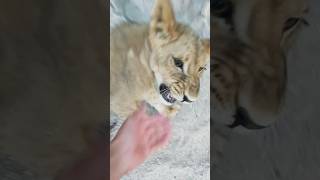 Playing with lion cub animals tiger lion shorts shortvideo shortsvideo [upl. by Nuajed]