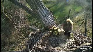 Decorah Goose Cam 41524 8 am Goslings jump from N1 [upl. by Nivri]