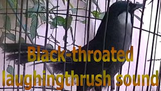 Blackthroated laughingthrush sound 13 [upl. by Norris]