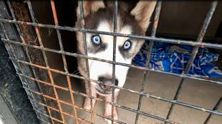 This Husky’s Strange Behavior Left Everyone Worried  Rabies Dog [upl. by Ettenor]