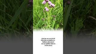 Canada thistle plant botanical name shorts agriculture knowledge facts [upl. by Ihtak765]