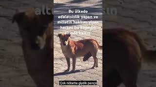 köpek hukuk adalet hak köpek hukuk adalet hak [upl. by Ermanno]