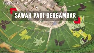 Sawah Padi Bergambar Warnawarni Memikat Wisatawan [upl. by Lucias]