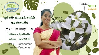 Morphology of Flowering plants  Part 12  Family  Brassicaceae  Cruciferae  NEET Biology [upl. by Kimberlyn]